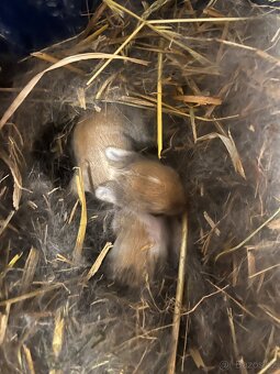 Zakrslý králíček - 2