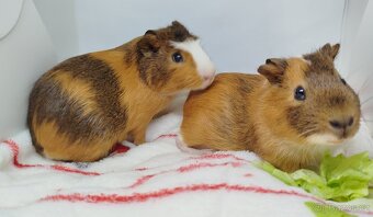 Morče, morčata, morčátko - JACOB a JAMES - 2