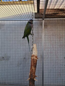 Alexandr čínský - 2