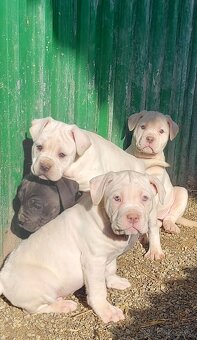 CANE CORSO STRAW/WHITE a modré - 2