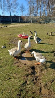 Husa labutí pár - 2