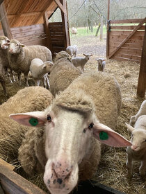 Stádečko ovcí - 2