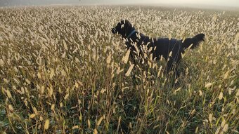 Flat Coated Retriever - štěňata bez PP - 2