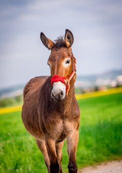🌟 NA PRODEJ – výjimečná mulička JULIA 🌟 - 2