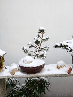 Borovice osinatá (Pinus aristáta) bonsai - 2
