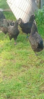 Cemani kuřata a násadová vajíčka hedvabničky - 2