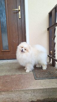 Pomeranian - 2