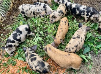 Sele kune kune - 2