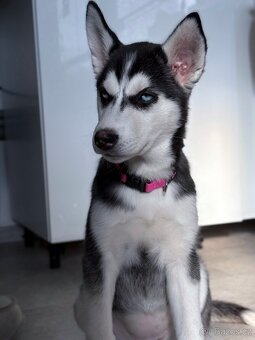 Sibiřský husky - 2