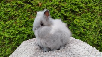 Zakrslý králík, králíček -(TEDDY)-FÍLA - 2