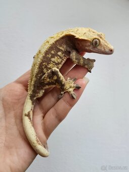 Pagekon řasnatý / ciliatus - 2