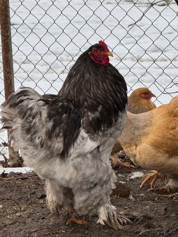 Brahmánka kohouti - 2