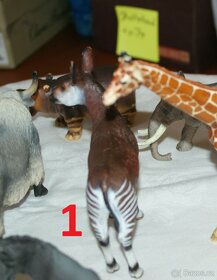 24. Okapi zn. Schlech - 2