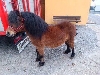 Predam ponika valacha ku detom 100  % - 2