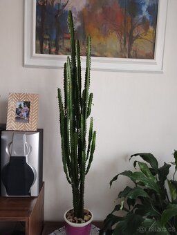 PRODÁM VELKÝ KRÁSNÝ SUKULENT CYPŘIŠ - 2