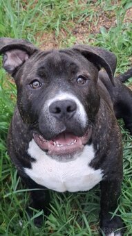 American Bully psik standard - 2