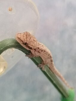 Mláďata Gekon Panenský /Ludodactylus Lugubris - 2