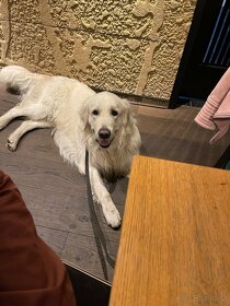 Zlatý retriever s PP - nabídka ke krytí - 2