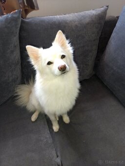Americka eskymácká fenka křížená pomeranian - 2