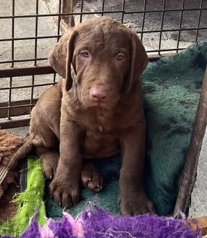Chesapeake bay retriver (jako hnědý labrador, retrívr) s PP - 2