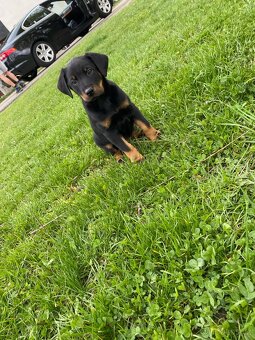 Dobrman x rottweiler - 2