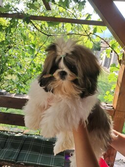 Shih tzu s PP / shi-tzu / shih ... - 2