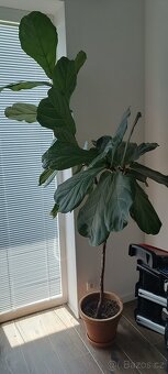 Ficus lyrata - 2