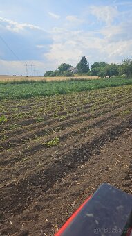 Rané brambory Ranomi 15kč/kg - 2