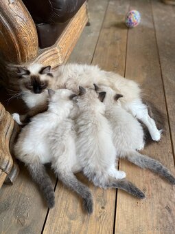 Ragdoll koťátko - 2