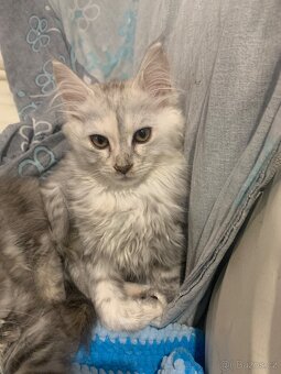 kotatko maine coon s PP/Frost - 2