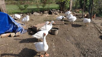 Svatomartinska husa - 2