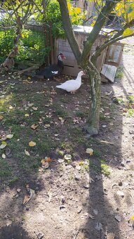 Kachna pižmová - 2