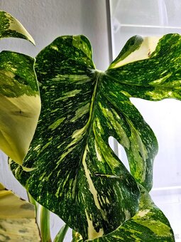 Monstera Thai Constellation - 2