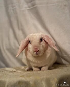 Zakrslý rex beran - After - 2