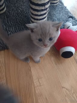 Britská modrá koťátka - 2