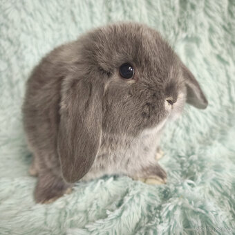 MINILOP 🍀🍀🍀 P1 🍀🍀🍀 - 2