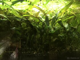 Rostlinka Kryptokoryna červená - 2