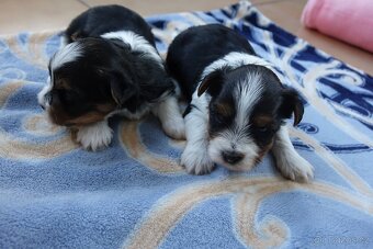 Nabízím k rezervaci štěňata biewerů - 2