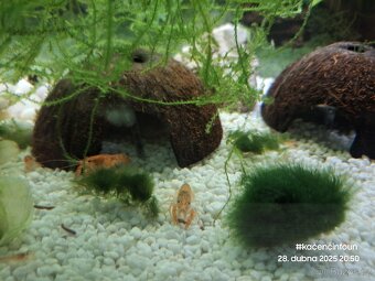 CPO mini ráček - Cambarellus patzcuarensis orange - 2