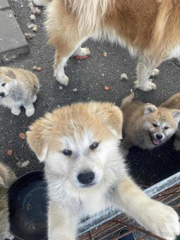 Akita inu štěnata - 2