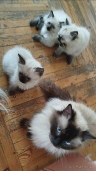 Ragdoll koťátka bez PP - 2