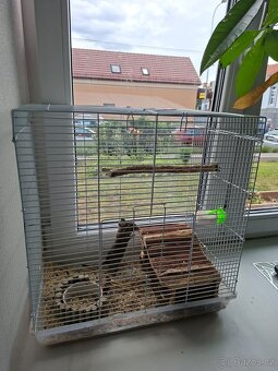 Osmák Degu - 2