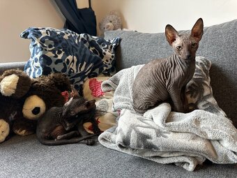 Don Sphynx s PP - 2