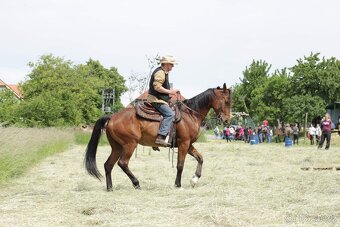 Prodám valacha - 2
