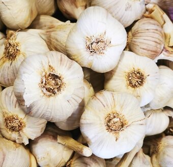 ČESKÝ ČESNEK PALIČÁK, vhodný na sadbu - 2