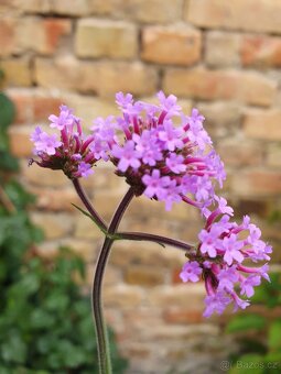Verbena, sporýš argentinský - 2