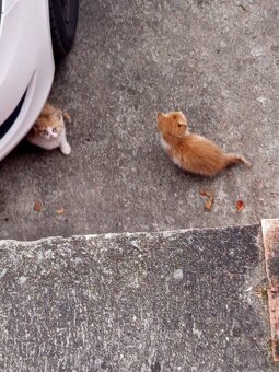 Hledáme nový domov - 2