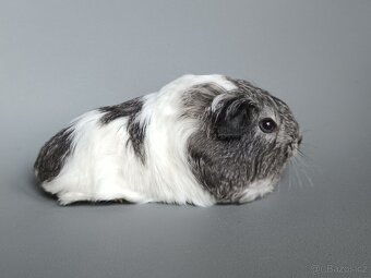 Dlouhosrsté morče - šeltie - 2