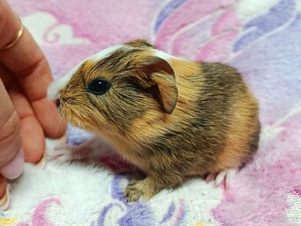 Sameček morče ♂️ - 2