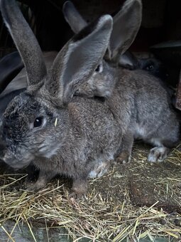 Prodám Králíky - 2